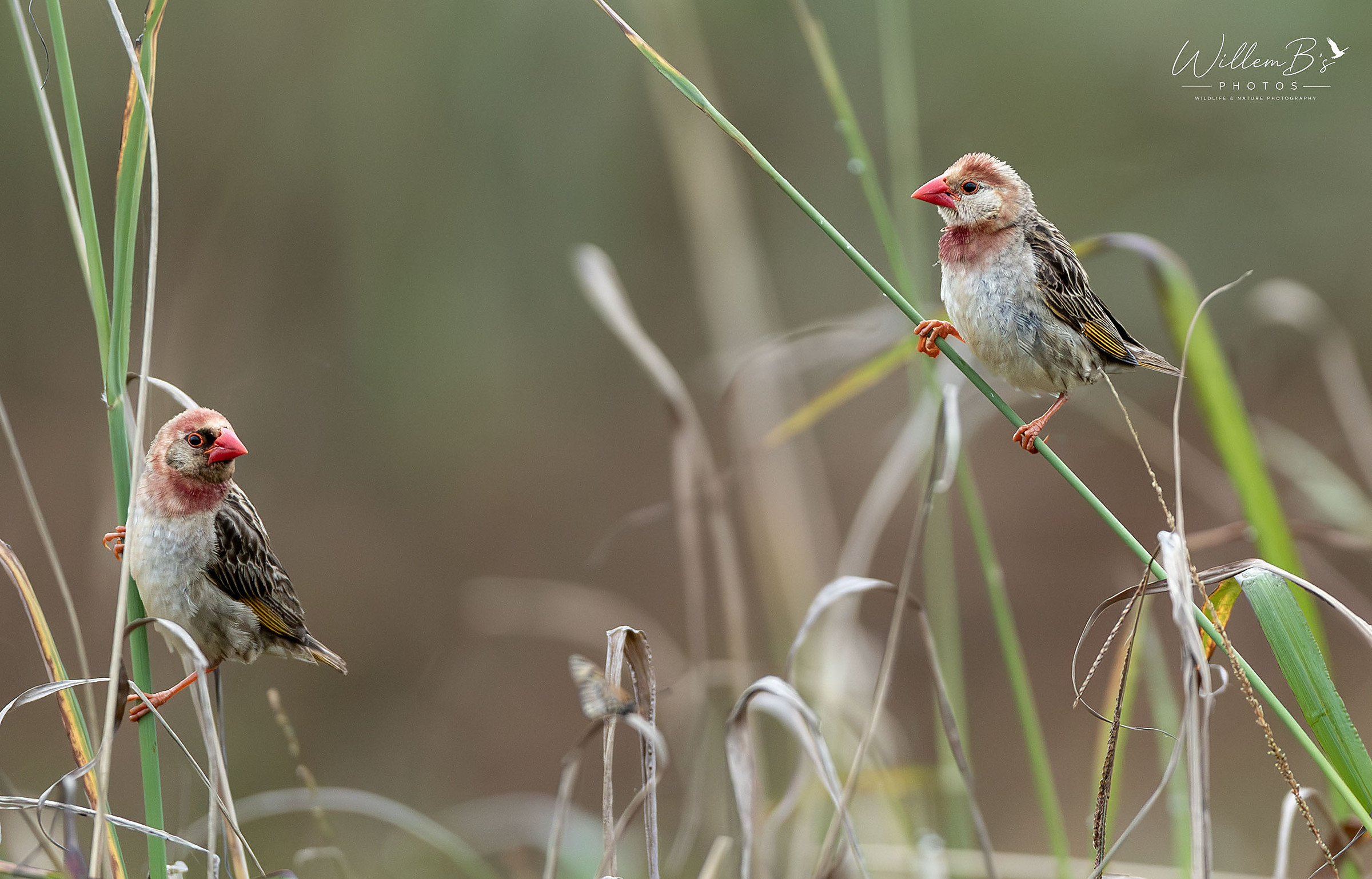 Red-billed Quelea - Birds