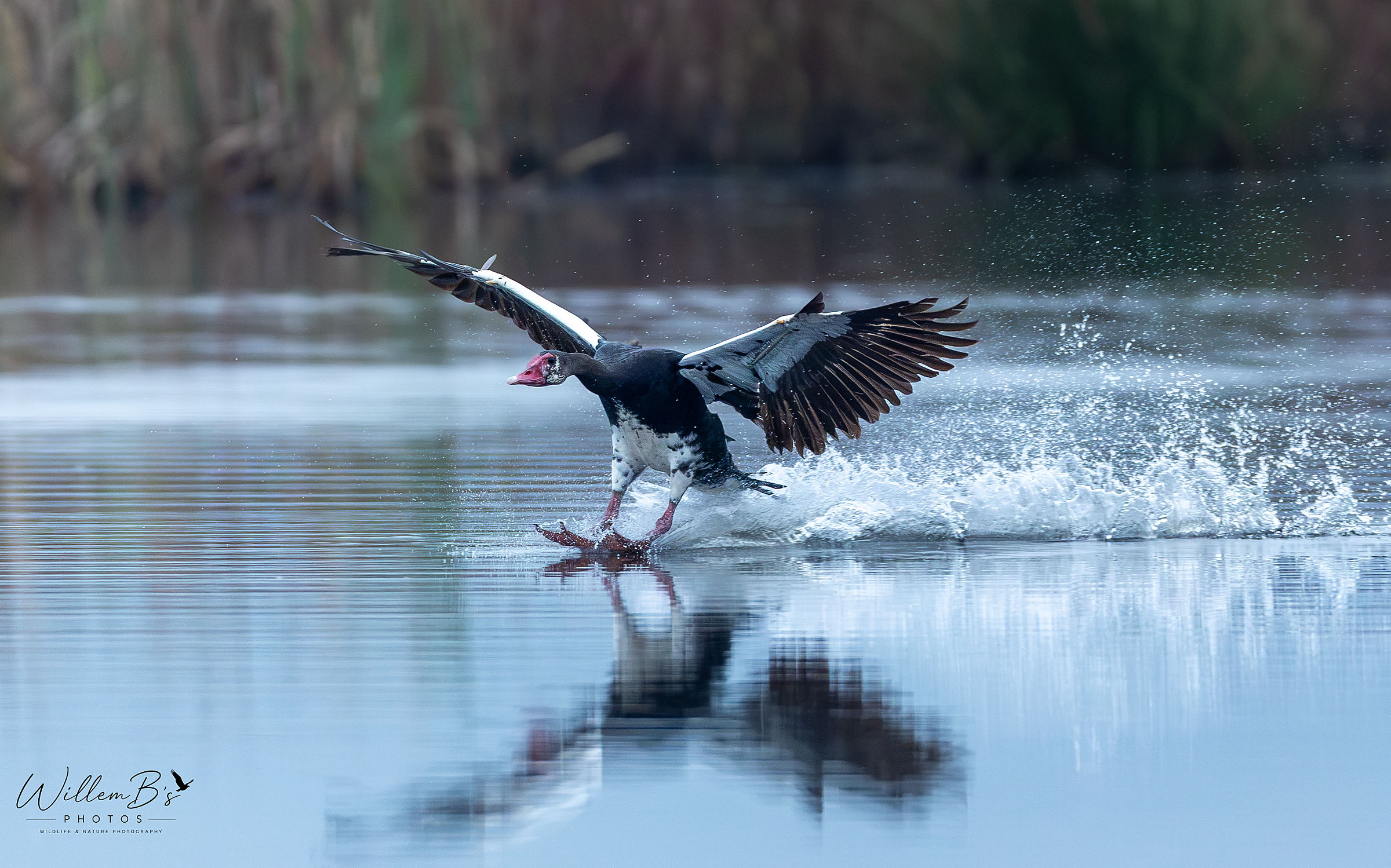 Spur-winged Goose - Birds
