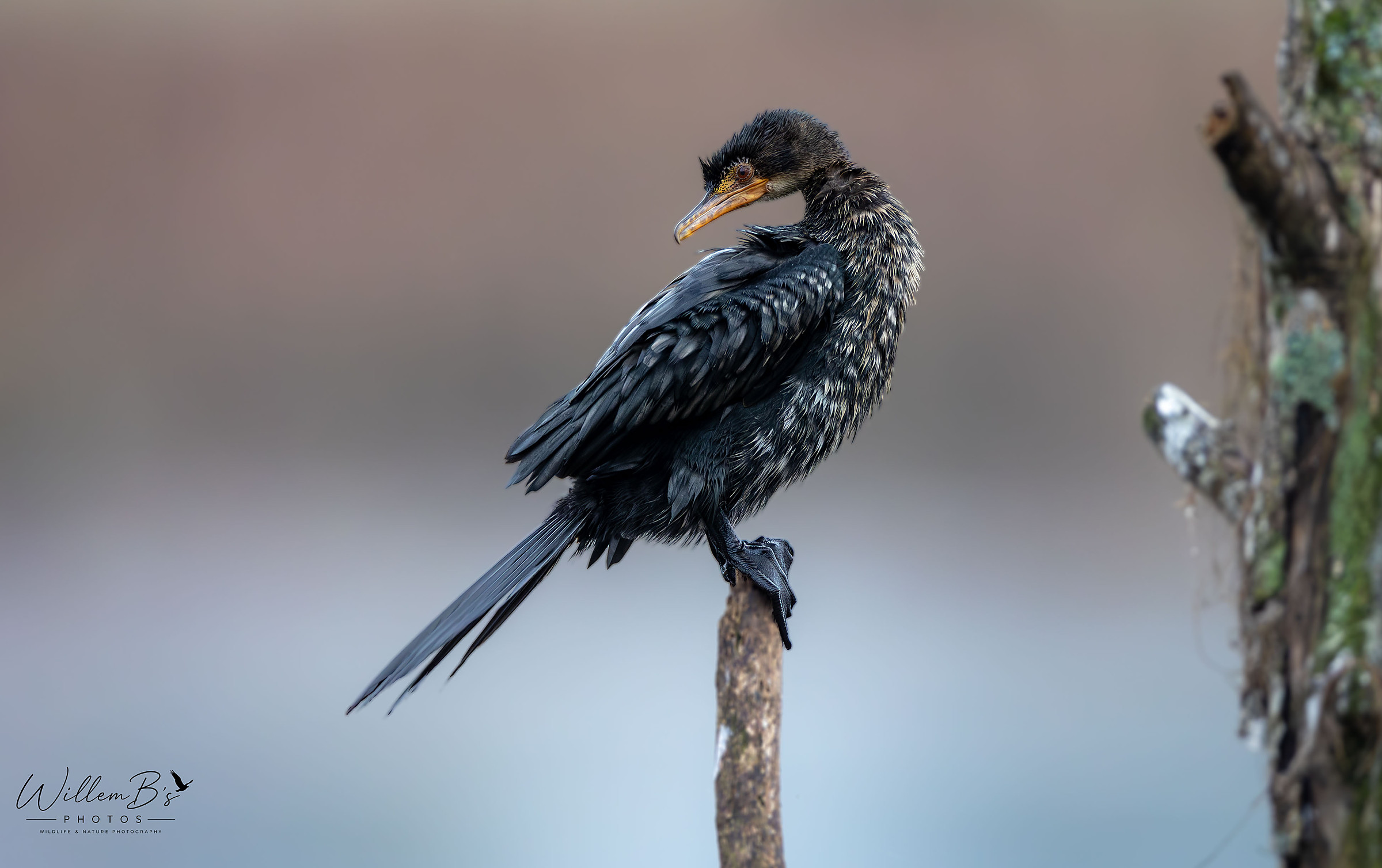 Reed Cormorant - Birds