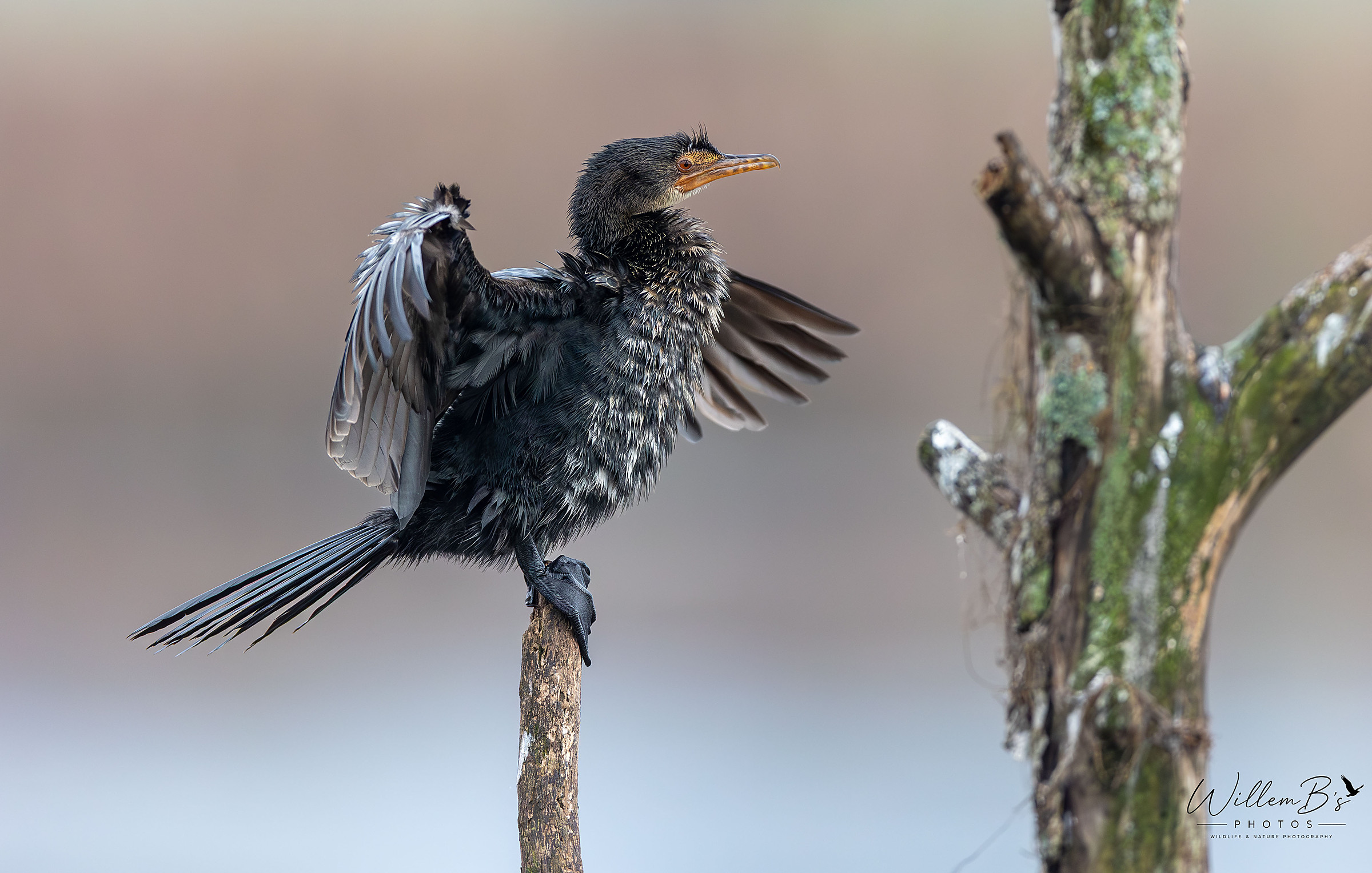Reed Cormorant - Birds