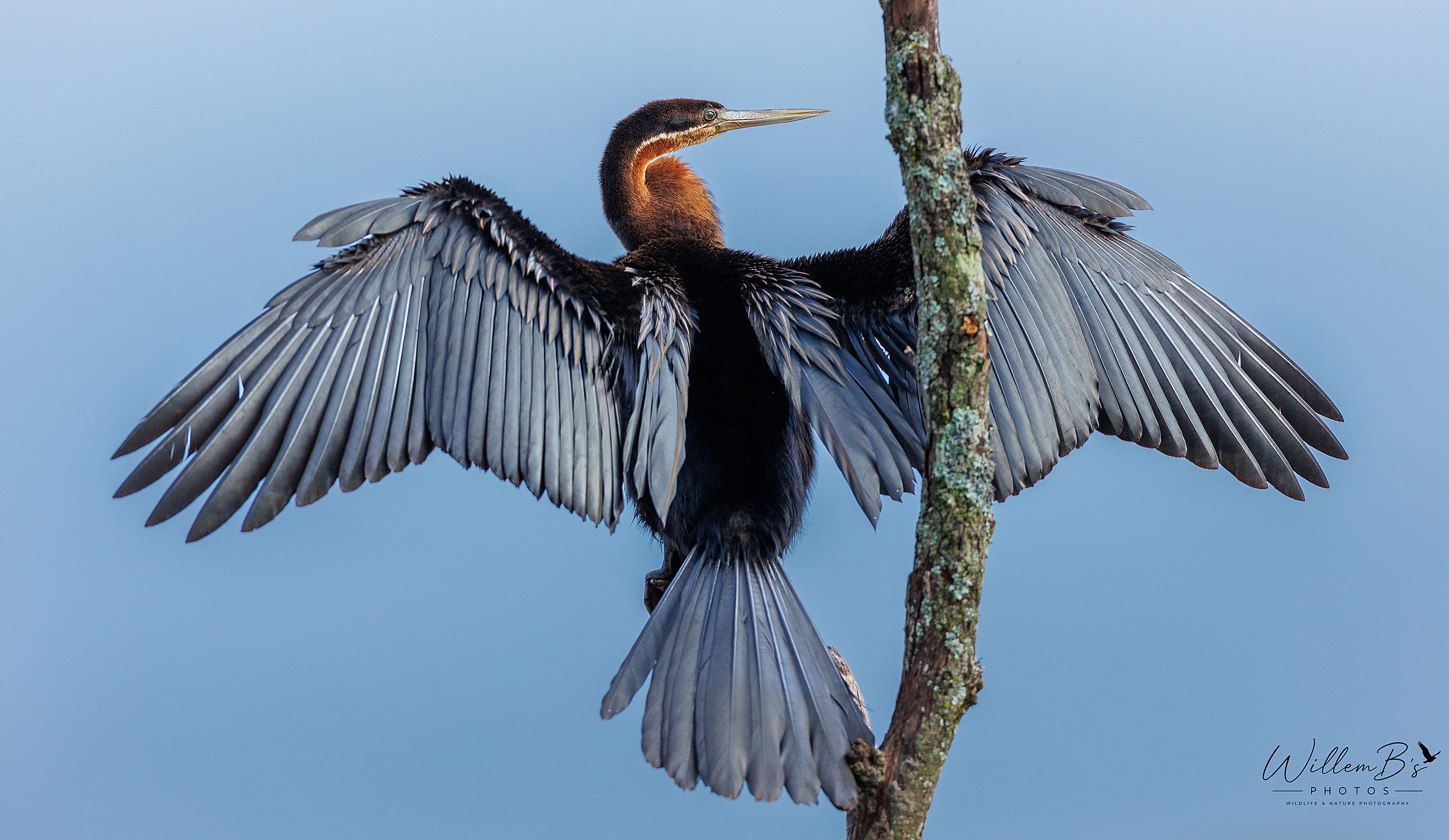 African Darter - Birds