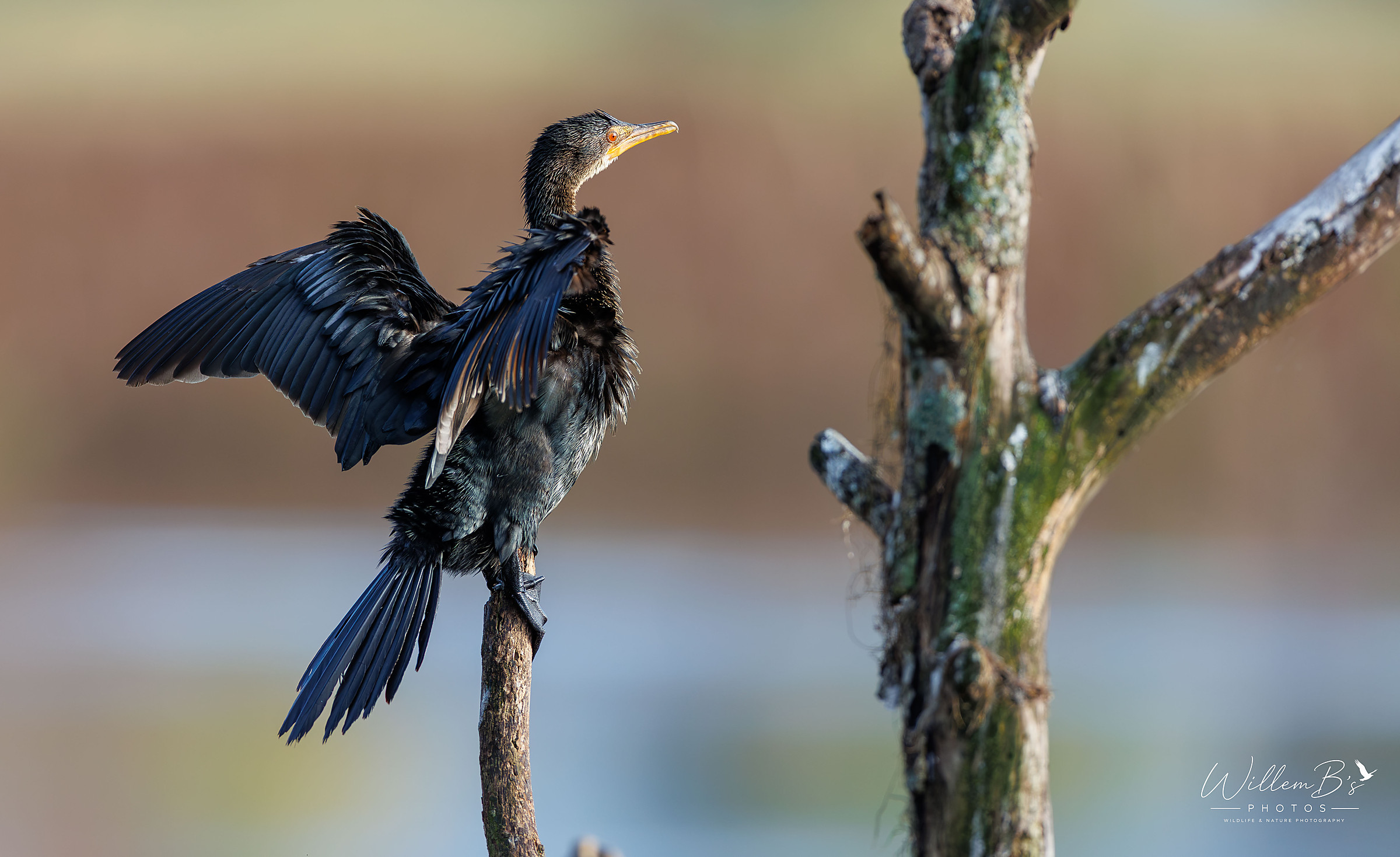 Reed Cormorant - Birds