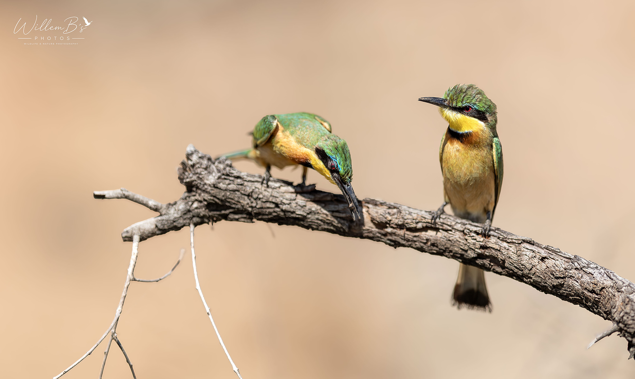 Little Bee-eater - Birds