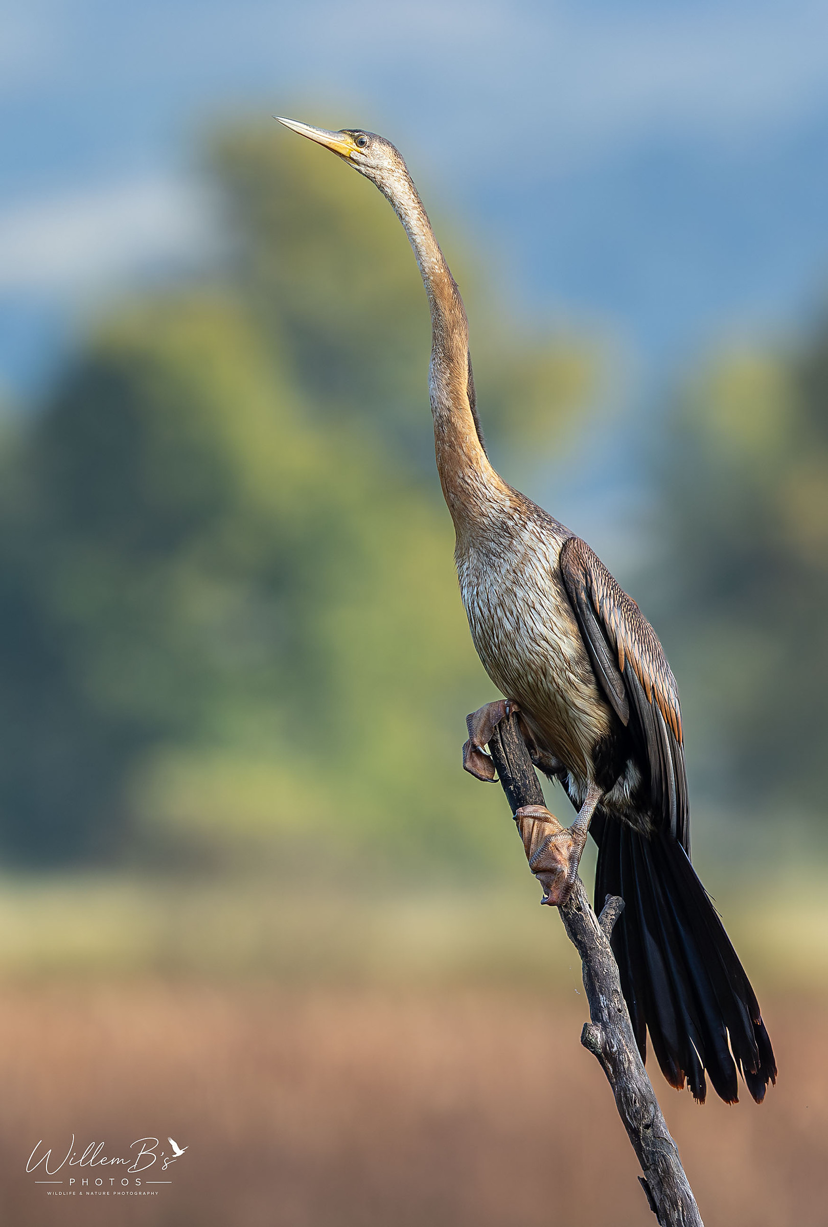 African Darter - Birds