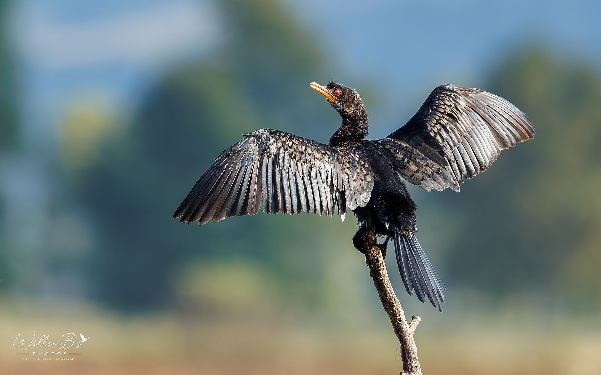 Reed Cormorant - Birds
