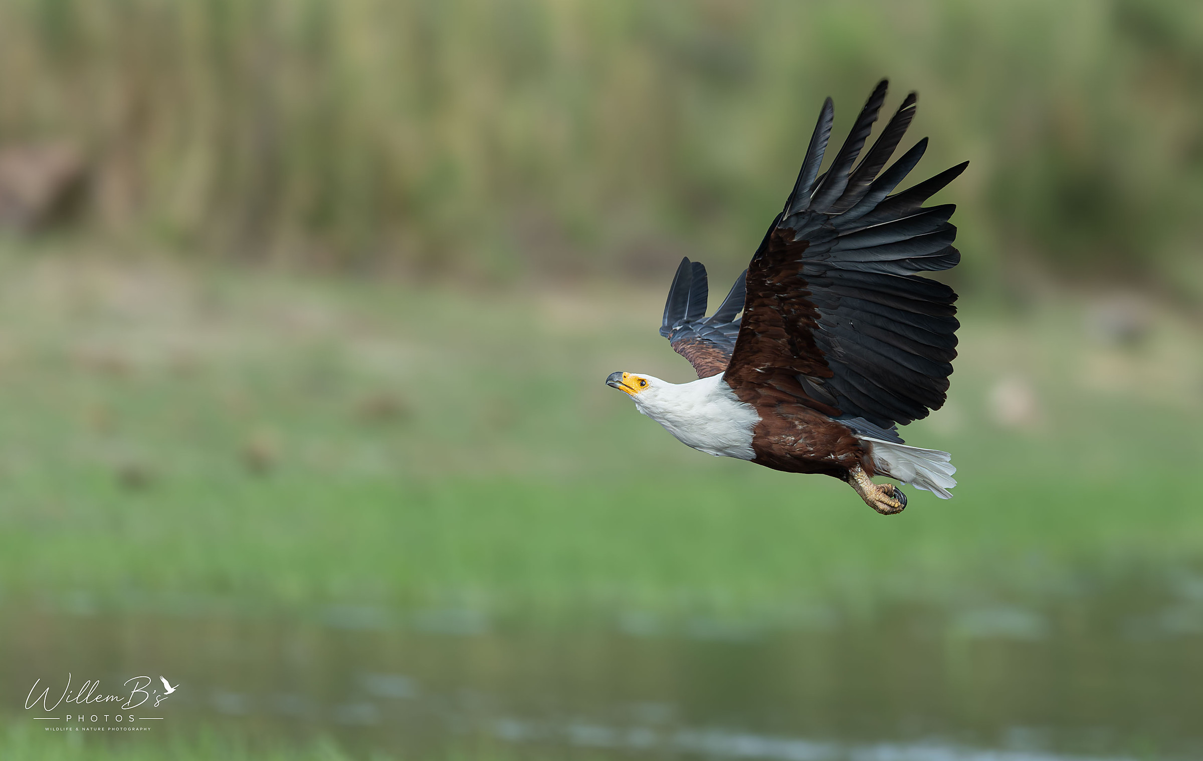 African Fish Eagle - Birds