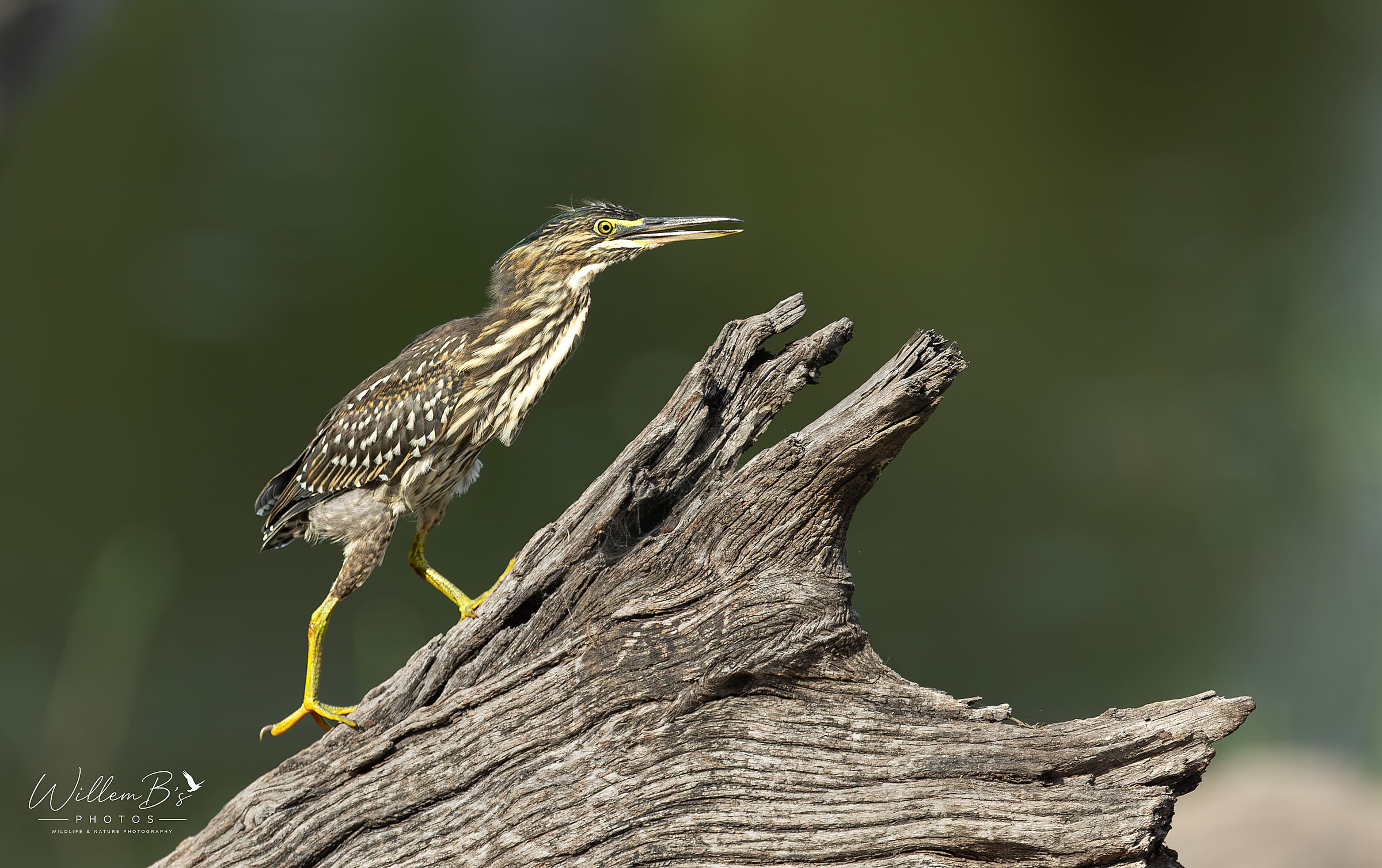 Green-backed Heron - Birds
