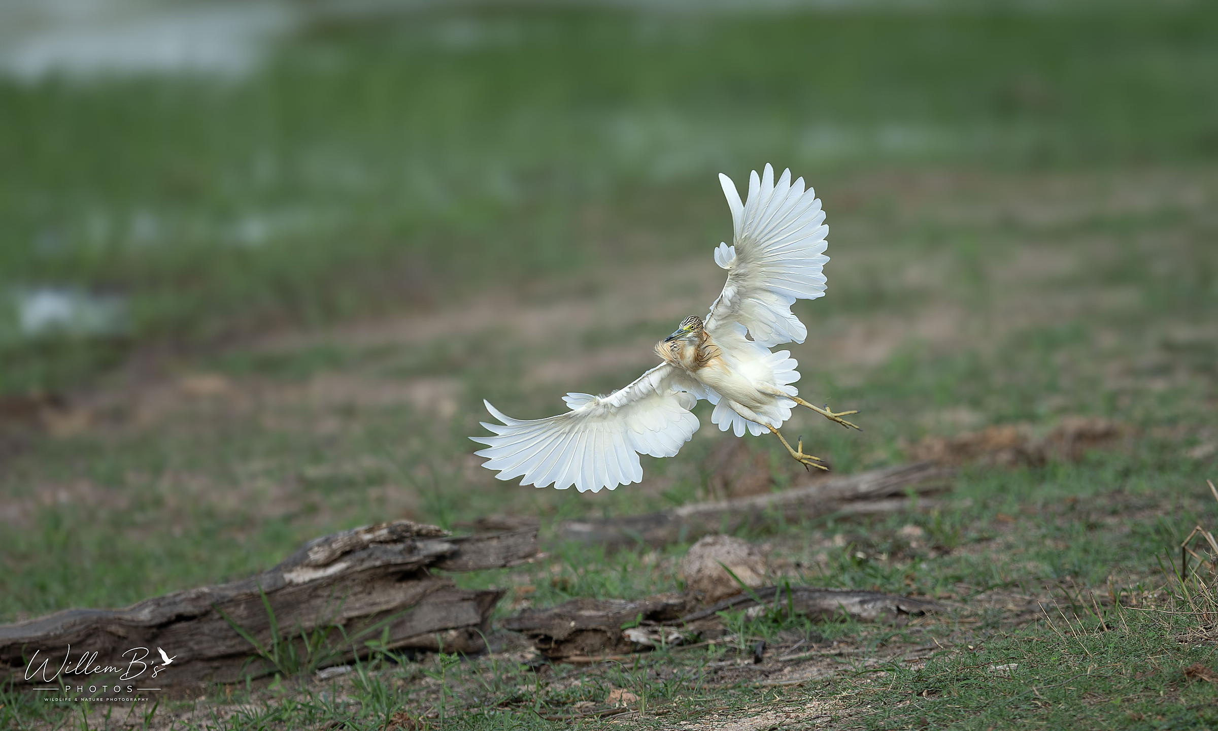 Squacco Heron - Birds