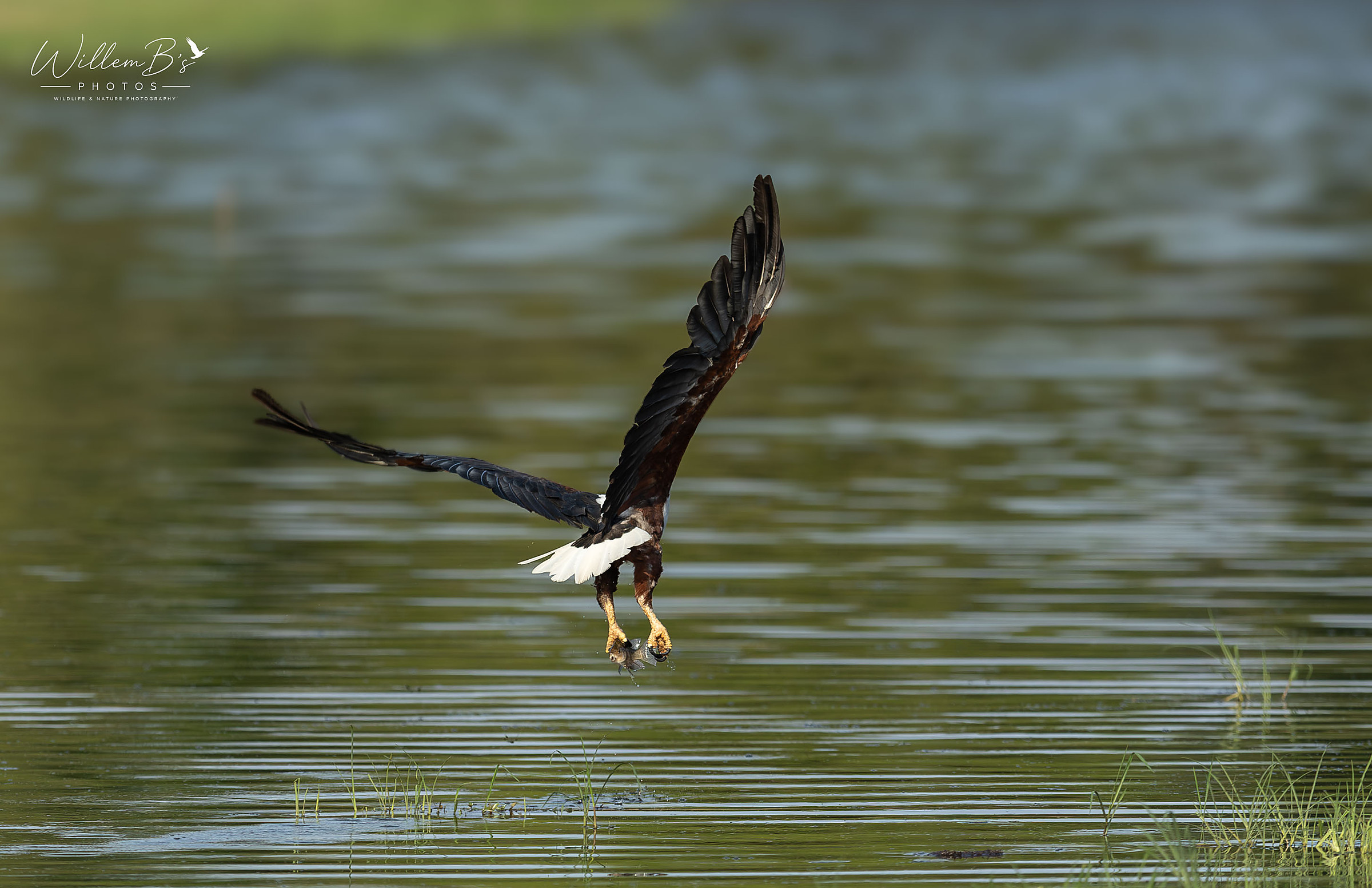 African Fish Eagle - Birds