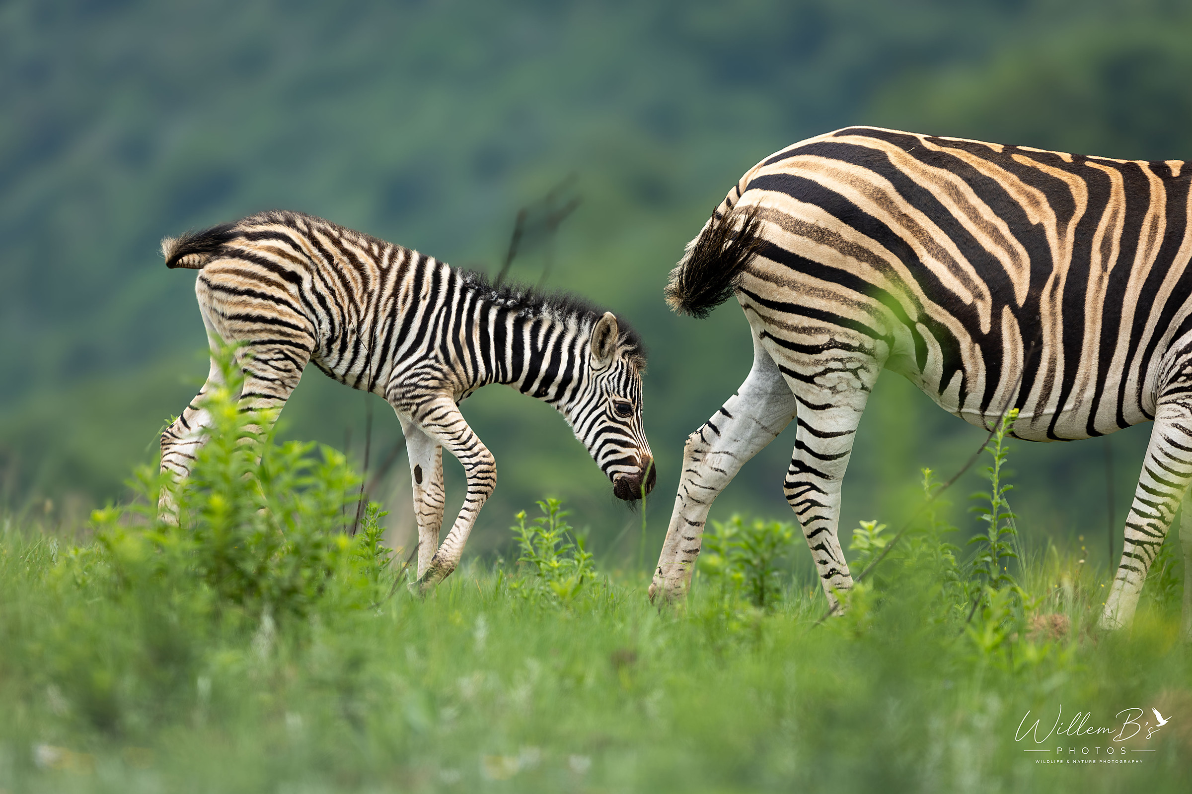Antelope & other