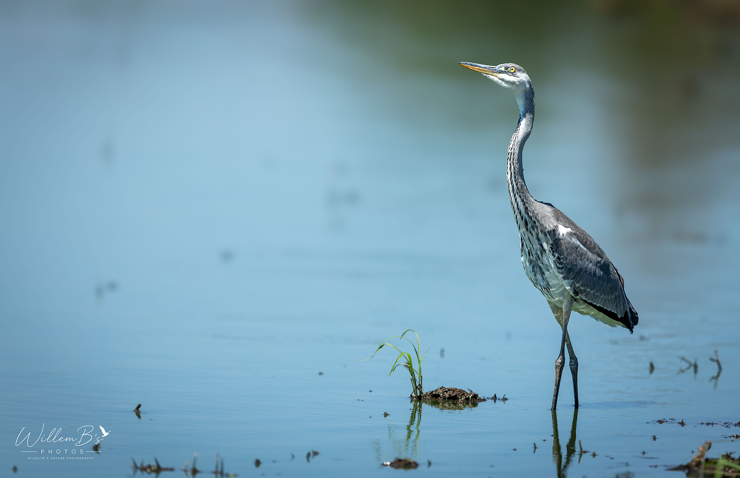 Grey Heron - Birds