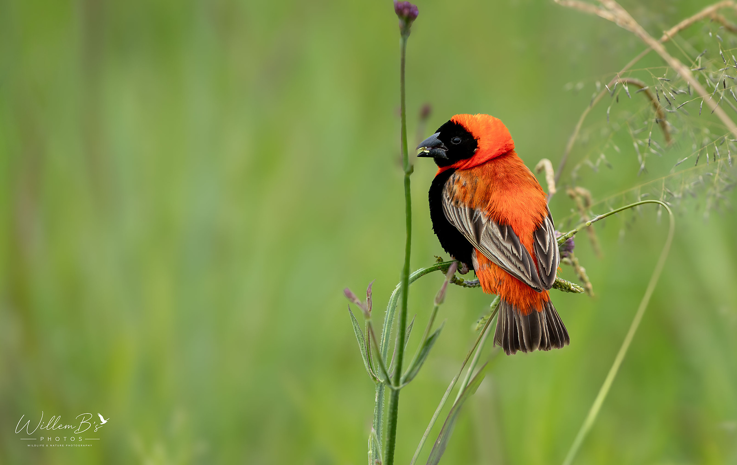 Southern Red Bishop - Birds