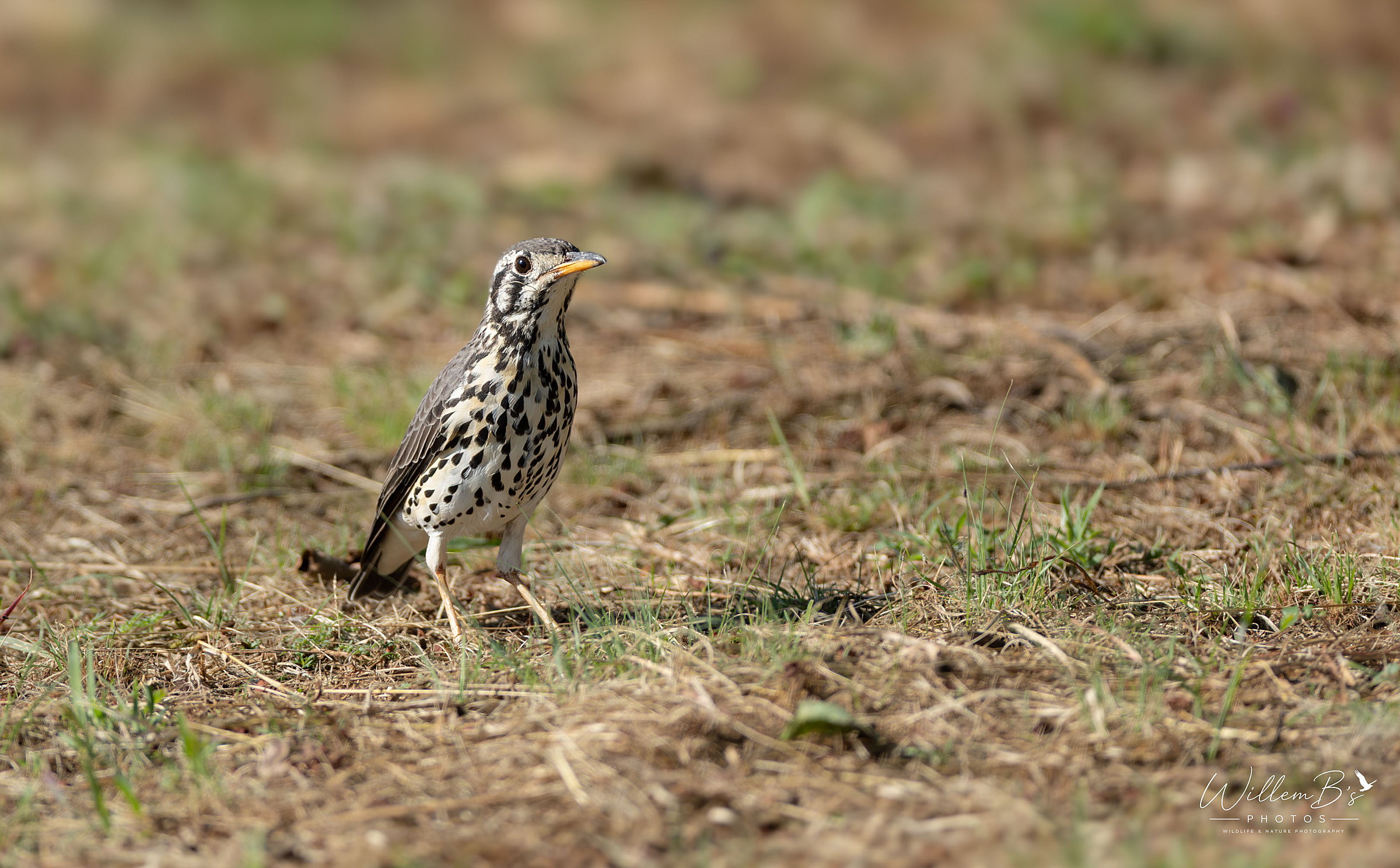 Groundscraper Thrush - Birds