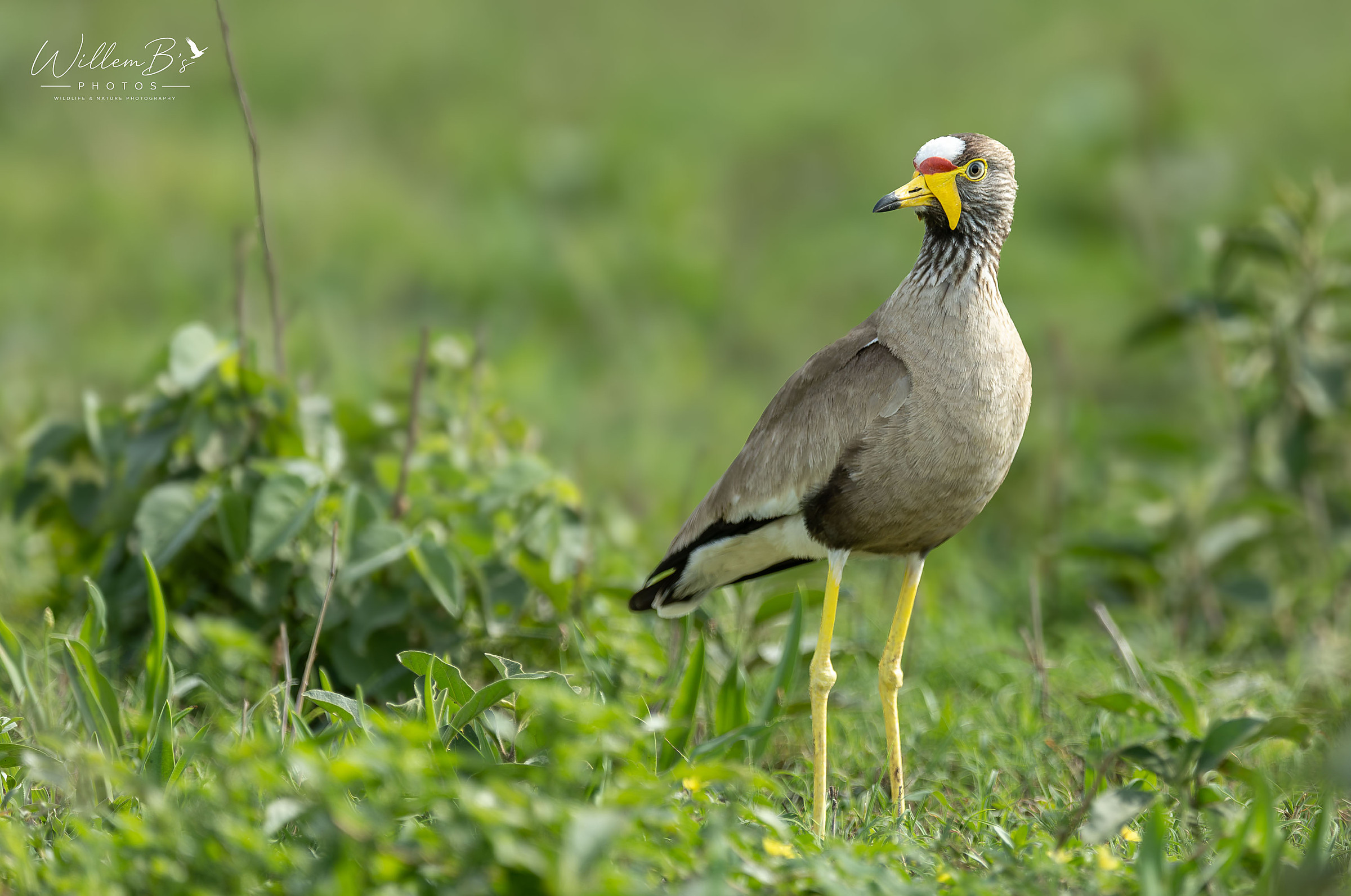 African Wattled Lapwing - Birds