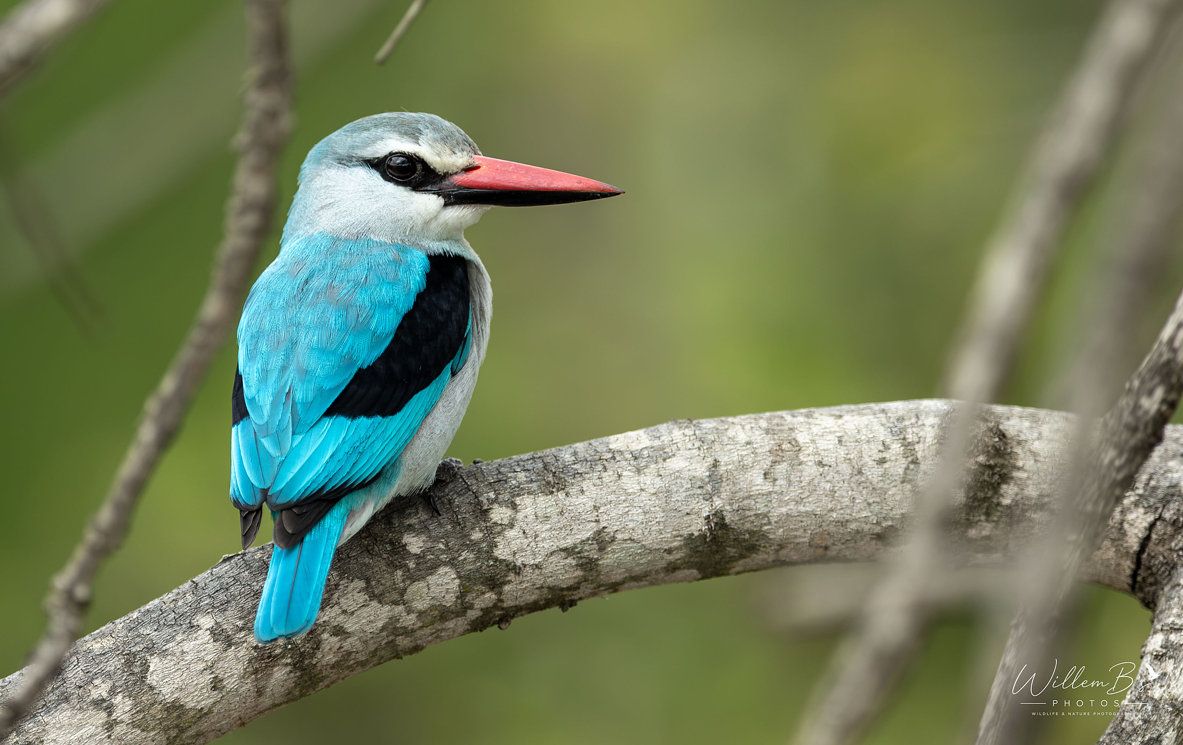 Woodland Kingfisher - Birds