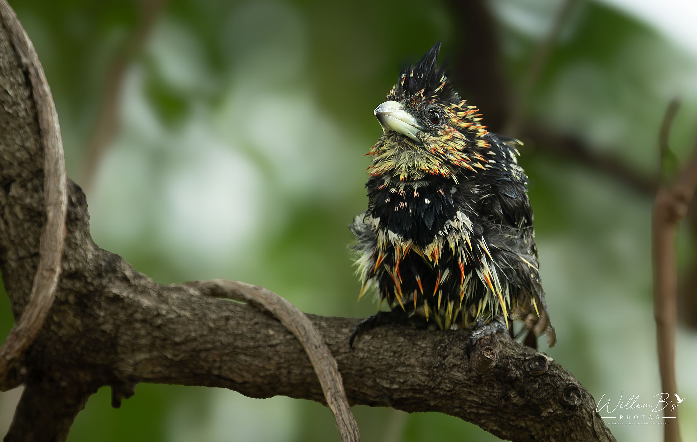 Crested Barbet - Birds