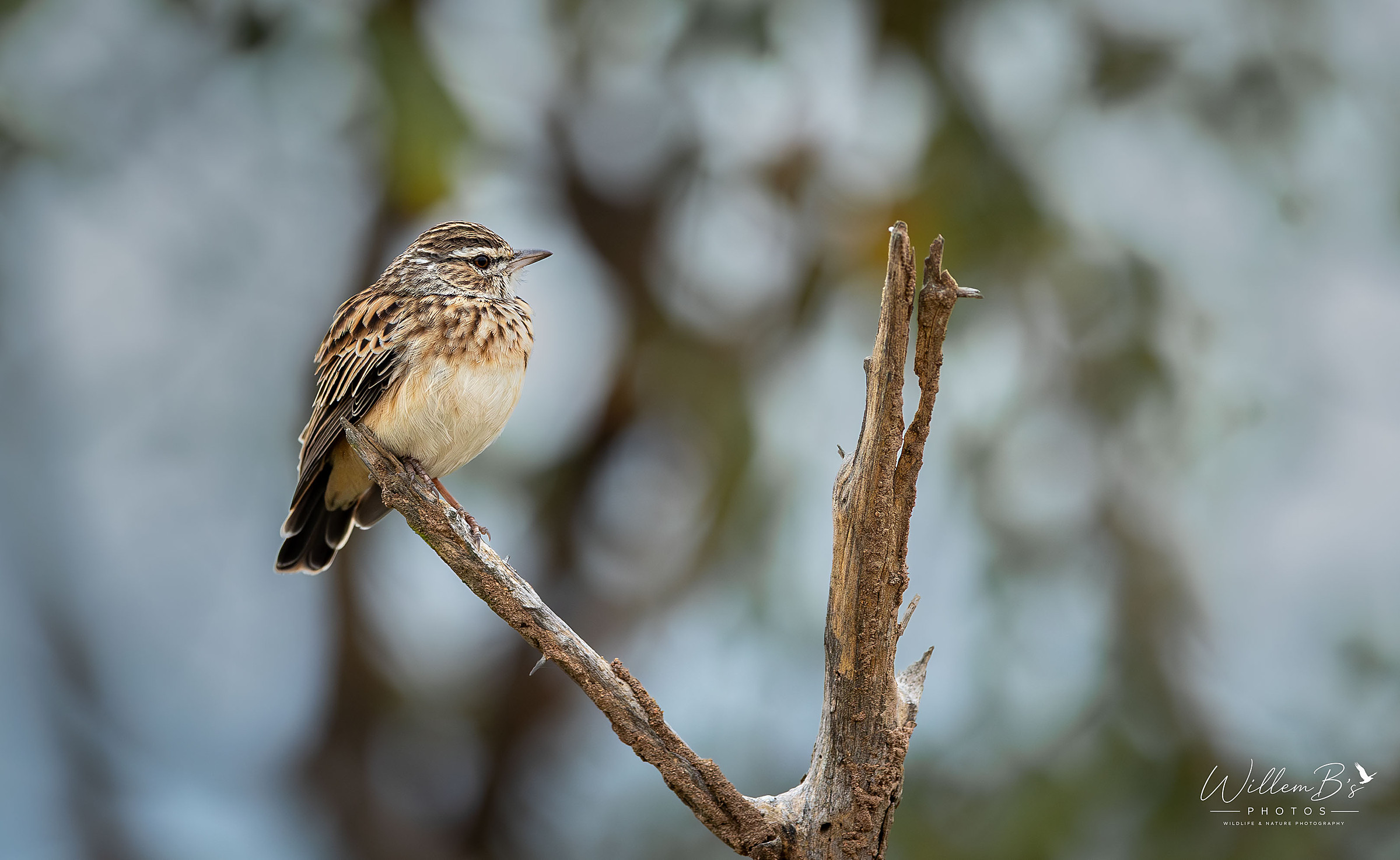 Sabota Lark - Birds