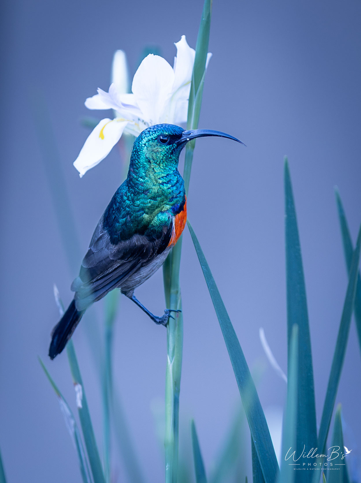 Greater Double-collared Sunbird - Birds
