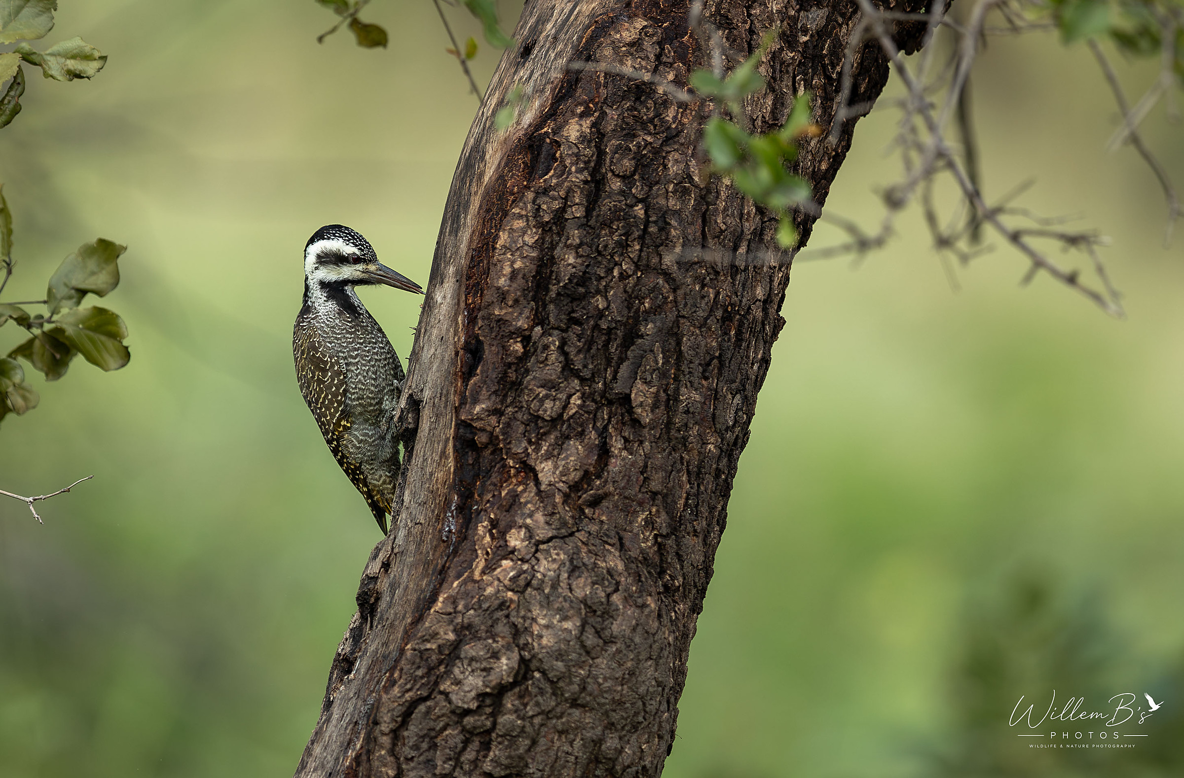 Bearded Woodpecker - Birds