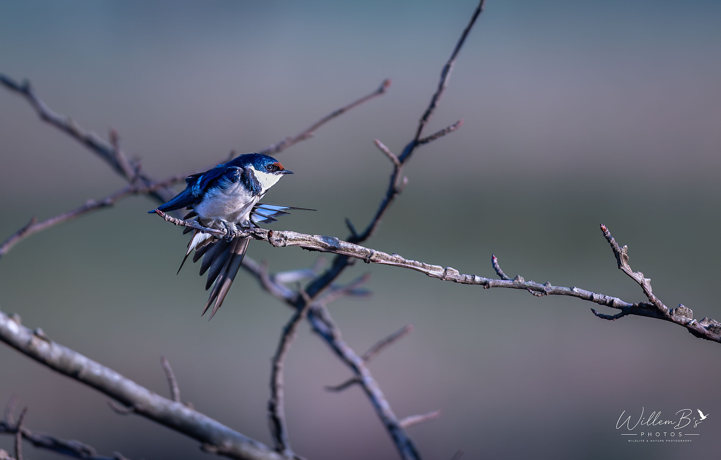 White-throated Swallow - Birds
