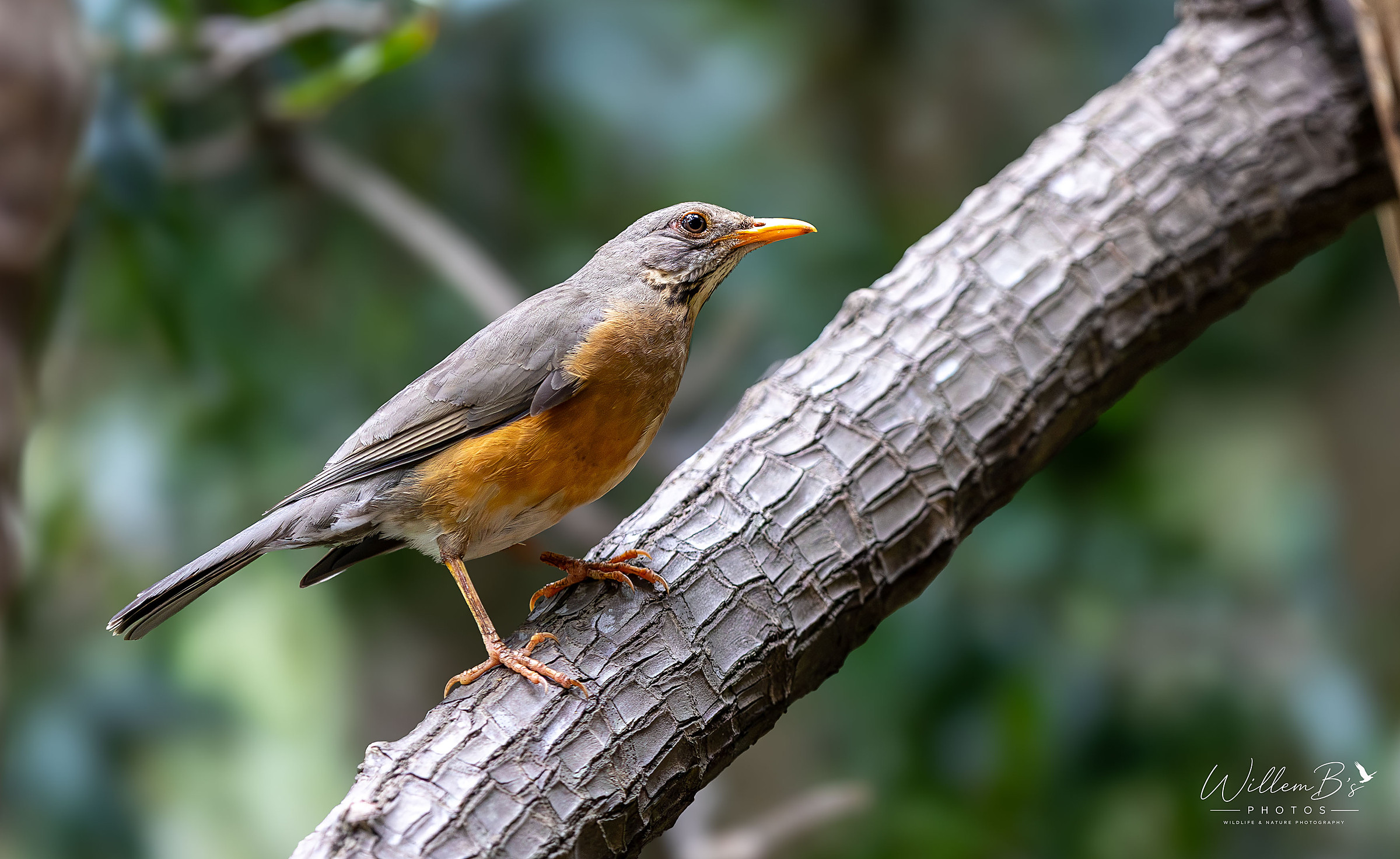 Kurricane Thrush - Birds