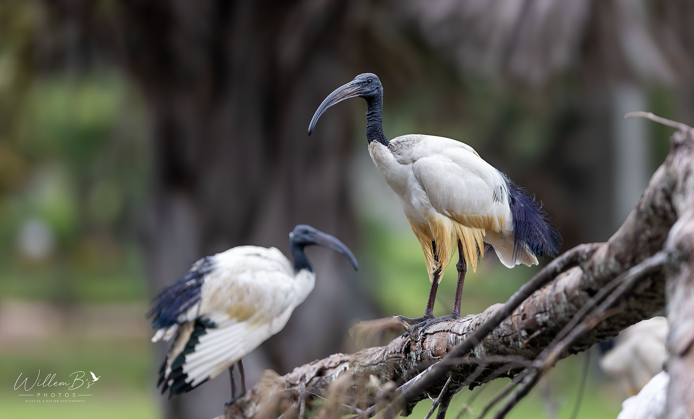 African Sacred Ibis - Birds
