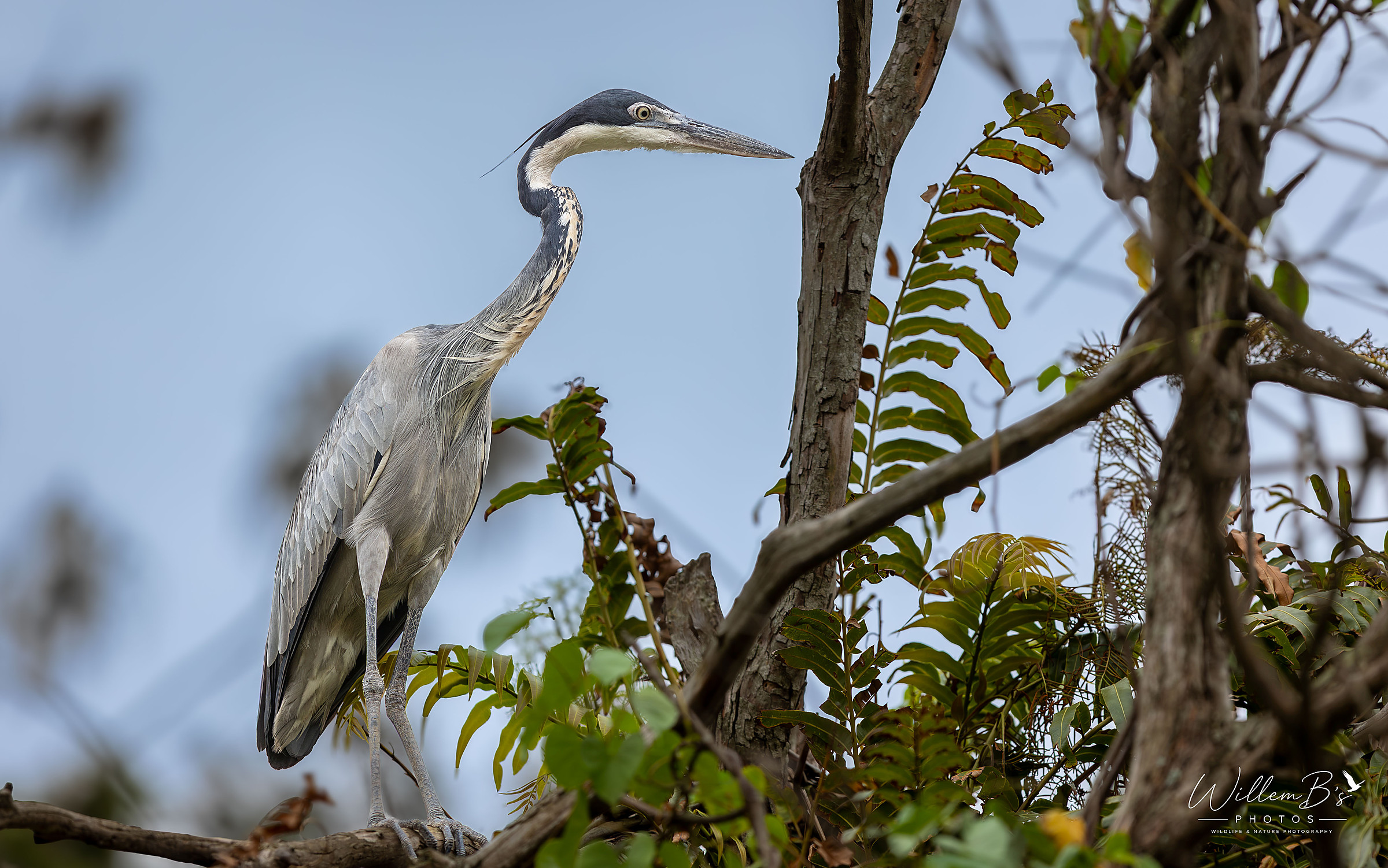 Black-headed Heron - Birds