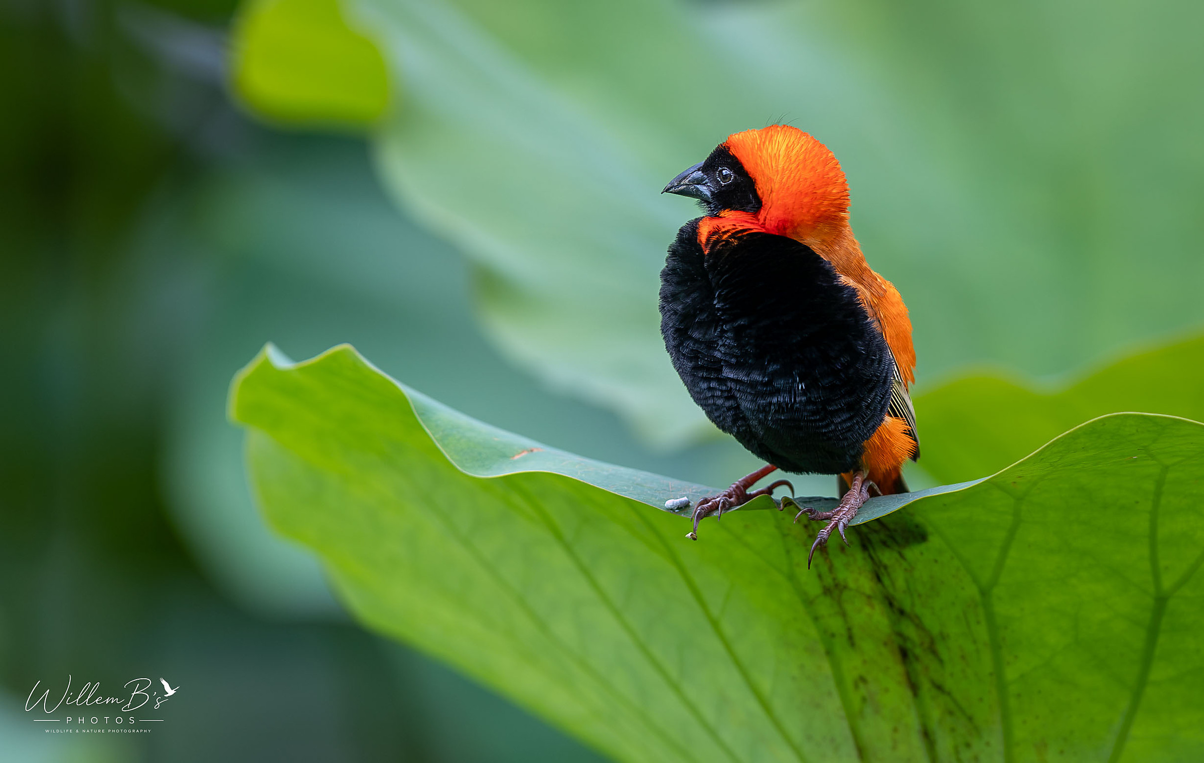 Southern Red Bishop - Birds