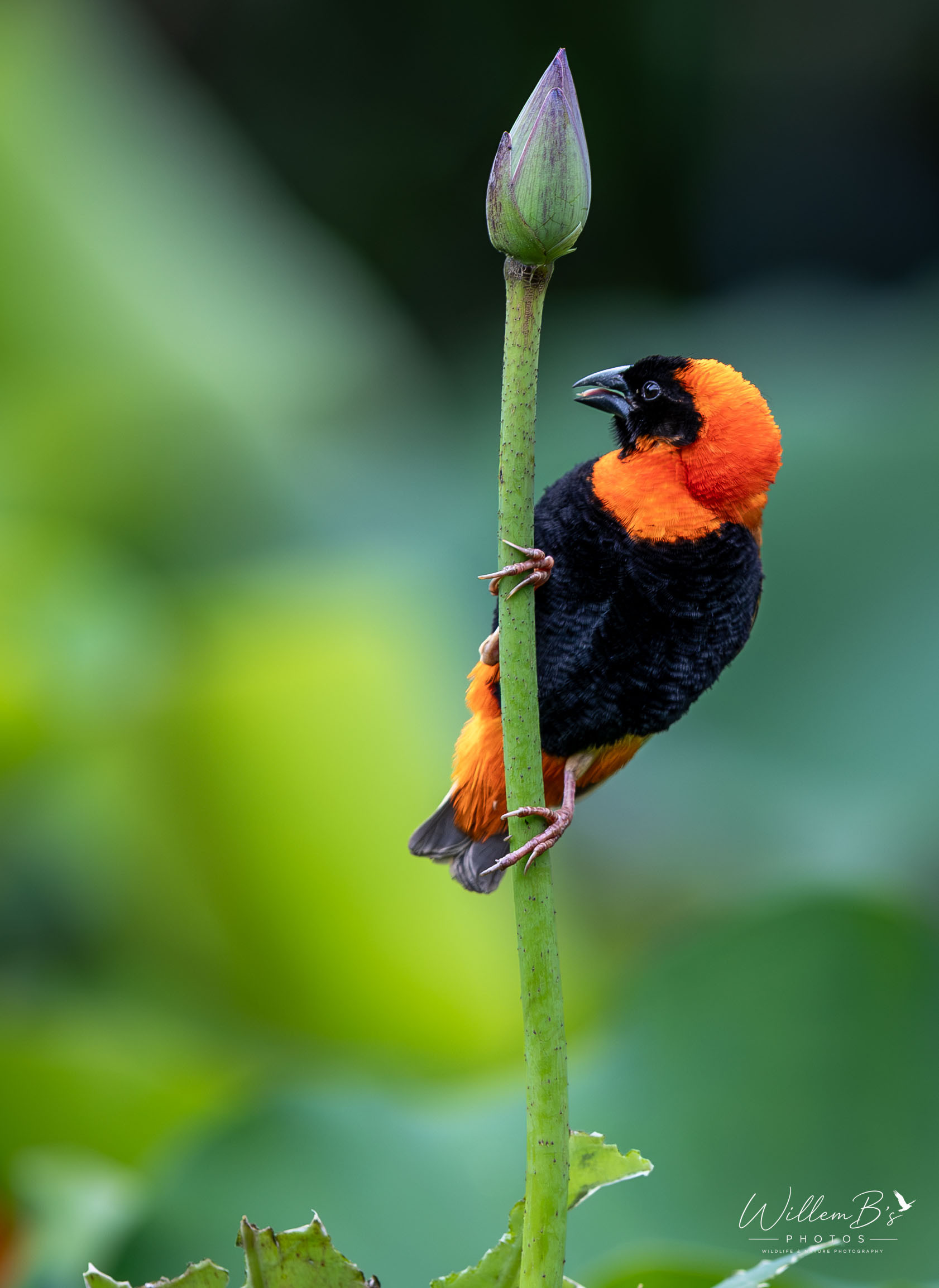 Southern Red Bishop - Birds