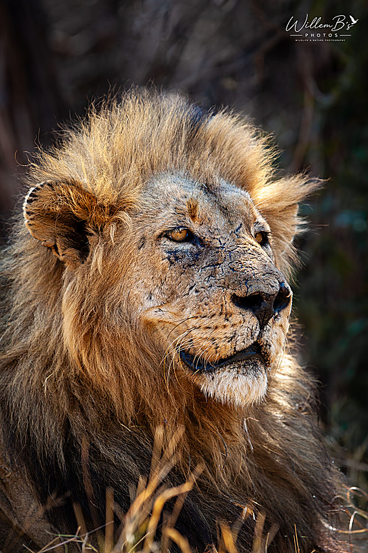Big Cats