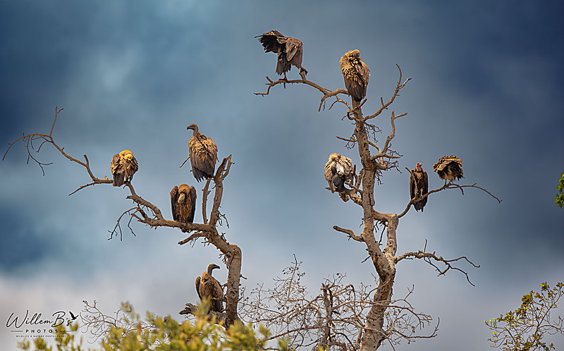 Birds