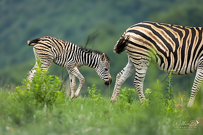 Antelope & other